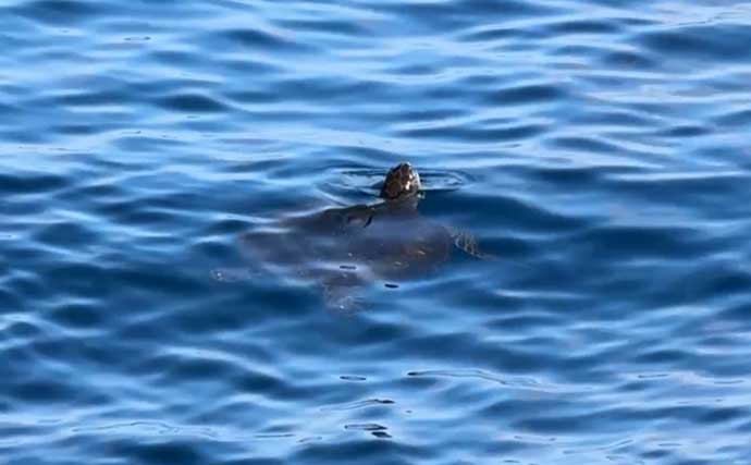 船中泊付きの離島釣り大会に参加【伊豆大島】まさかの優勝＆特別賞を同時受賞！