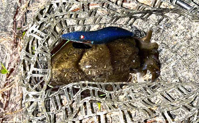 漁港エギング釣行でコウイカ5連発！「ボトムウォーク」アクションが的中