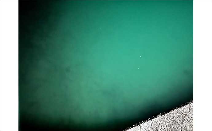 漁港エギング釣行でコウイカ5連発！「ボトムウォーク」アクションが的中