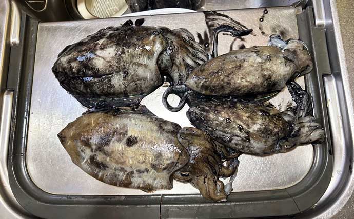 漁港エギング釣行でコウイカ5連発！「ボトムウォーク」アクションが的中