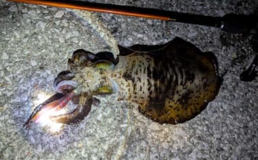 陸っぱりエギング釣行で1.2kgアオリイカ浮上【熊本】3kg超えキャッ…