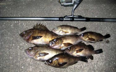 「アタリ多くて初心者にもオススメ！」 電気ウキで狙う波止メバル釣り入門…