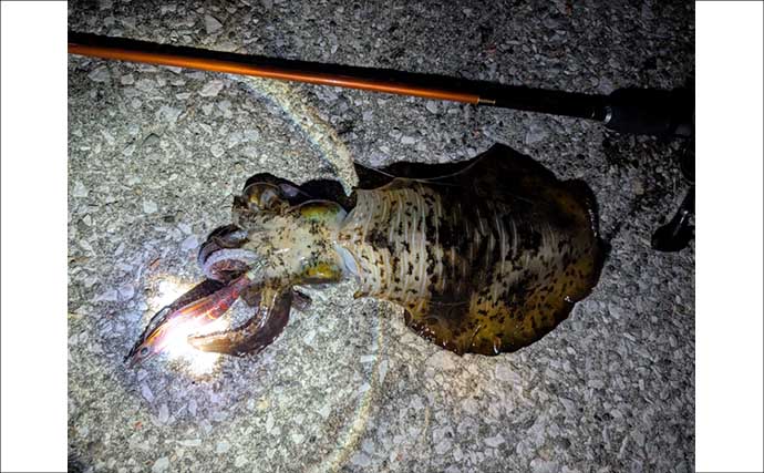 陸っぱりエギング釣行で1.2kgアオリイカ浮上【熊本】3kg超えキャッチの情報も！