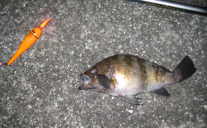 「アタリ多くて初心者にもオススメ！」 電気ウキで狙う波止メバル釣り入門解説