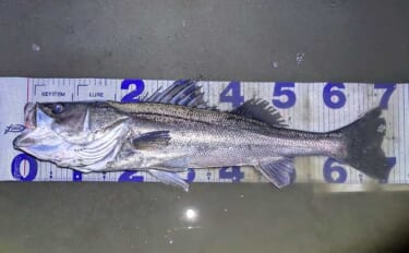 「小春日和はシャローにチャンスあり？」 ベイトの動きを読み70cm頭シ…