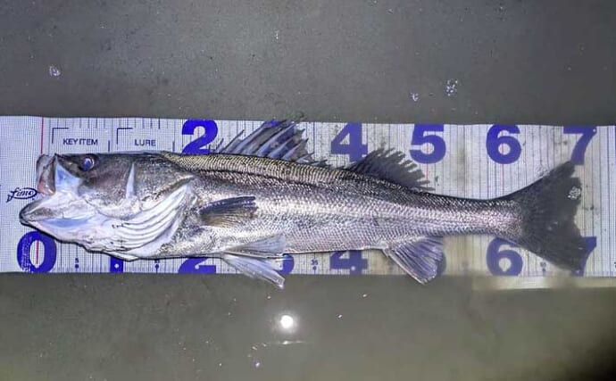 「小春日和はシャローにチャンスあり？」 ベイトの動きを読み70cm頭シーバス3連発！