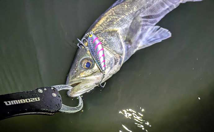 「小春日和はシャローにチャンスあり？」 ベイトの動きを読み70cm頭シーバス3連発！