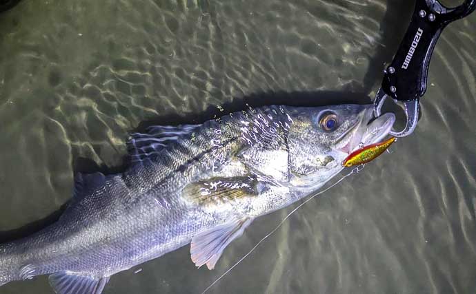 「小春日和はシャローにチャンスあり？」 ベイトの動きを読み70cm頭シーバス3連発！