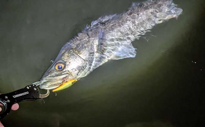 「小春日和はシャローにチャンスあり？」 ベイトの動きを読み70cm頭シーバス3連発！