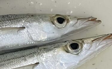 堤防ライトルアー釣りでカマス4尾【千葉・富浦新港】ただ巻きとシャクリ織…