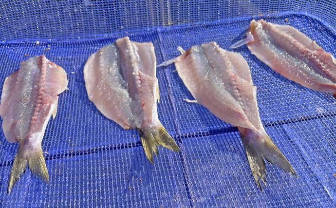 堤防ライトルアー釣りでカマス4尾【千葉・富浦新港】ただ巻きとシャクリ織り混ぜ手中