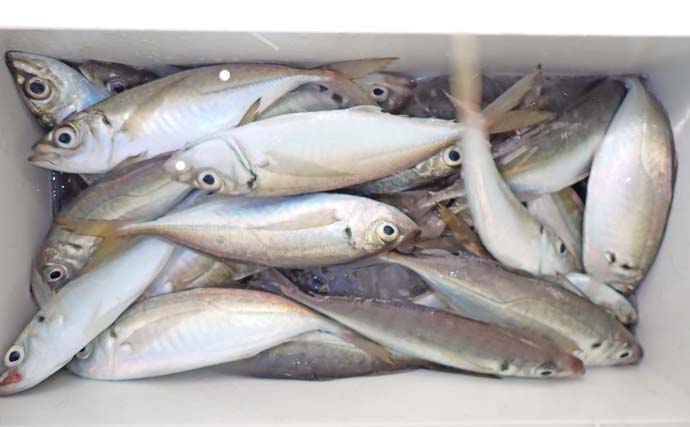 東京湾で最もメジャーな船釣り『LTアジ』入門　【予約方法・服装・タックル・釣り方を解説】