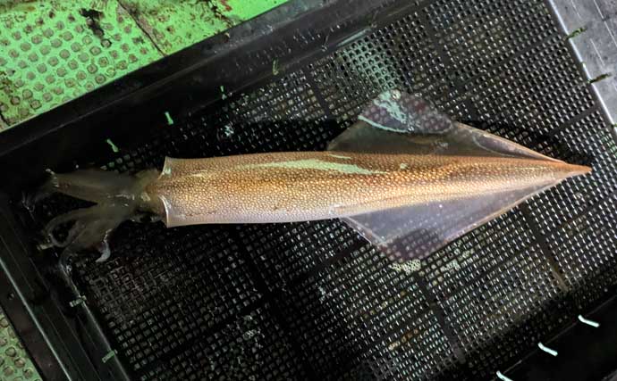 「2026年はヤリイカのアタリ年！」尾鷲湾イカメタルゲームで大型が続々登場【三重】