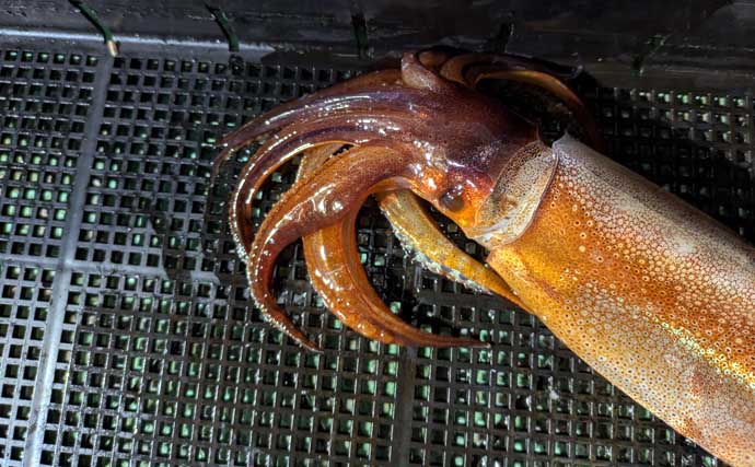 「2026年はヤリイカのアタリ年！」尾鷲湾イカメタルゲームで大型が続々登場【三重】