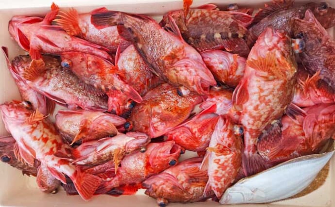 船カサゴ釣りで27匹と好調！【愛知・第二武丸】3連掛けも達成