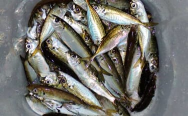 夕マヅメのサビキ釣りでアジ50匹超えとフィーバー！【三重】カタボシイワ…