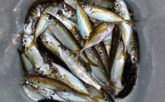 夕マヅメのサビキ釣りでアジ50匹超えとフィーバー！【三重】カタボシイワシも混じる