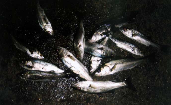 霞ヶ浦ふ頭でセイゴの数釣りを堪能！【三重】足元で連続ヒット