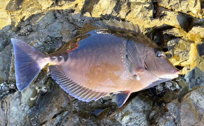 磯釣りの外道代表『サンノジ』を食べてみた　刺身ではなく揚げ物がオススメ