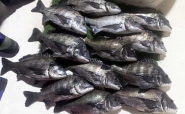 人気上昇中の『チヌジギ』ゲームで年無し含みクロダイ全員安打達成！【三重…