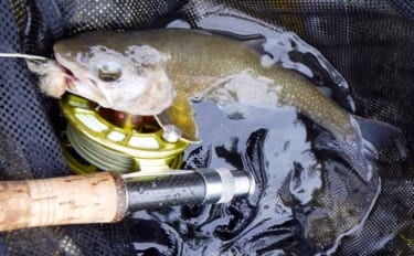 「宿泊とセットがおすすめ！」 渓流フライフィッシング・イチオシ河川：魚…