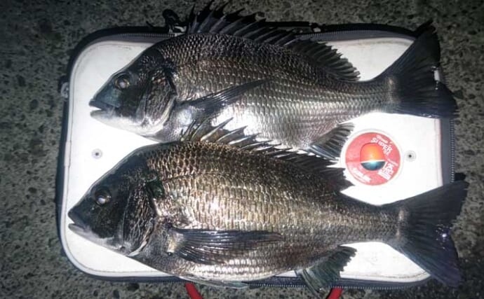 「自衛隊護岸」でのフカセ釣りでメジナにクロダイ【千葉】夕マヅメに良型連発