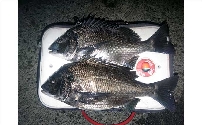 「自衛隊護岸」でのフカセ釣りでメジナにクロダイ【千葉】夕マヅメに良型連発