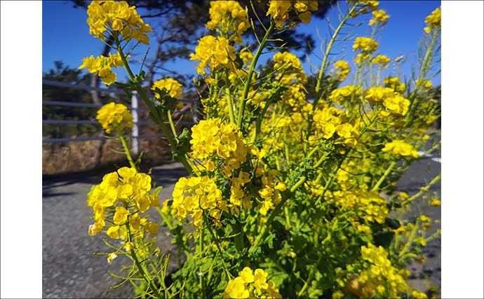「自衛隊護岸」でのフカセ釣りでメジナにクロダイ【千葉】夕マヅメに良型連発