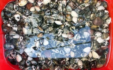 『ポートパーク』での潮干狩りでアサリ3.8kgをゲット！【千葉】ハマグ…