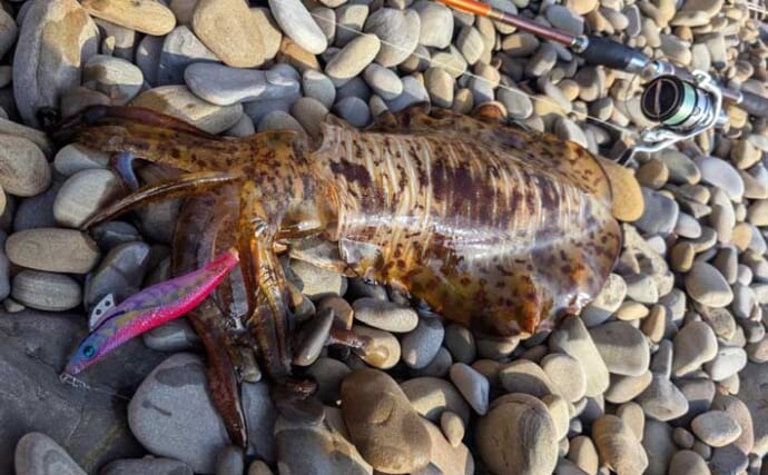 ゴロタ浜エギングで待望のアオリイカをキャッチ！【熊本】投げては移動を繰り返す