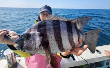 石鯛（イシダイ）五目便で本命にマダイにイサキなど土産充実【船釣り最新釣…
