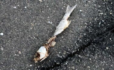 「ボウズにマンネリ・・」釣りを辞めたくなったら？　無理せず離れるのも一…