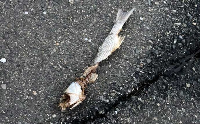 「ボウズにマンネリ・・」釣りを辞めたくなったら？　無理せず離れるのも一手