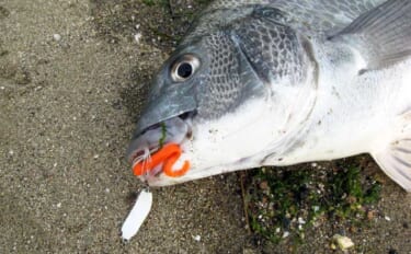 「3月から本格シーズン到来！」 サーフで楽しむ【チヌラバ】ゲームのスス…