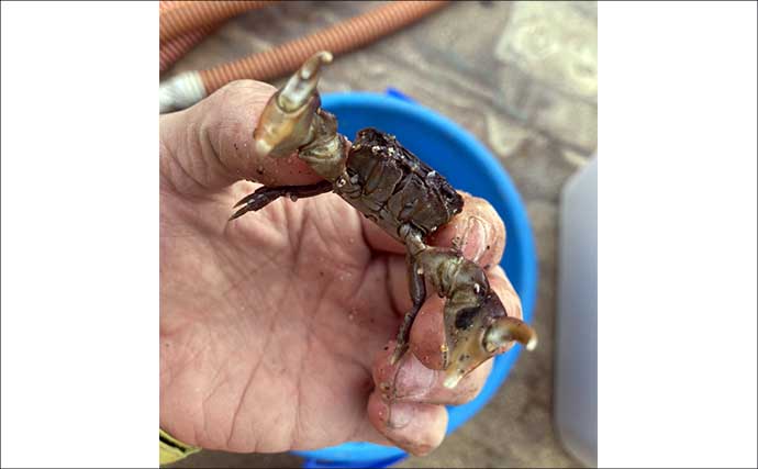 最低気温0度の中でもアサリを続々発見！ 無人島での潮干狩りで6kgと好スタート