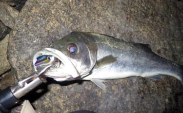 「難易度マックスだからこそ面白い！」 アミパターンのシーバスゲーム攻略…