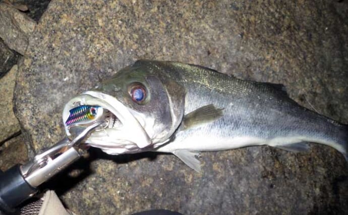 「難易度マックスだからこそ面白い！」 アミパターンのシーバスゲーム攻略法