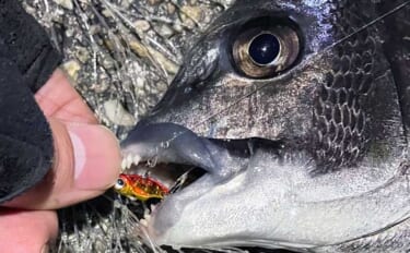 「都市近郊で手軽に入門可能！」 チニングの魅力をまとめて紹介