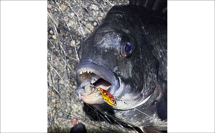 「都市近郊で手軽に入門可能！」 チニングの魅力をまとめて紹介