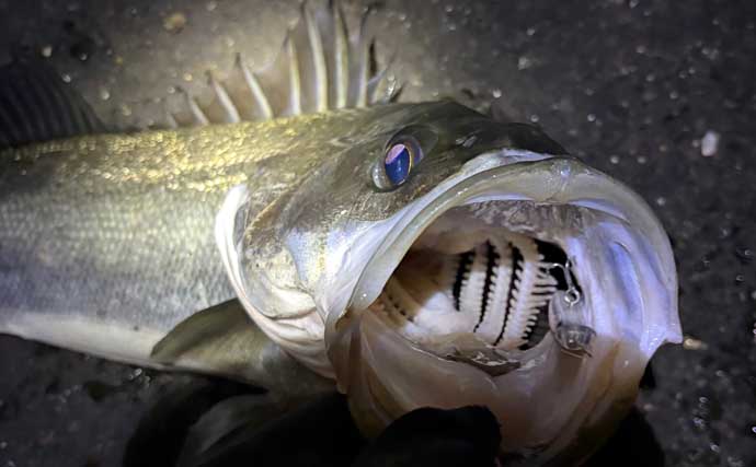 「都市近郊で手軽に入門可能！」 チニングの魅力をまとめて紹介