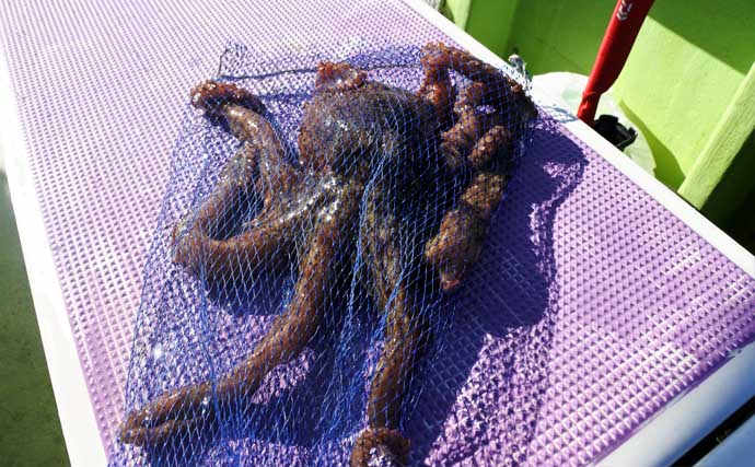 ヒガンフグ釣りの魅力を徹底解説 【タックル・仕掛け・釣り方・美味しい食べ方】