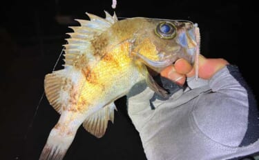 「スナメリはどうやって避ける？」　離島メバリング釣行で25cm頭にメバ…