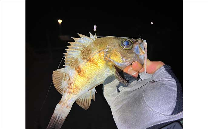 「スナメリはどうやって避ける？」　離島メバリング釣行で25cm頭にメバル連打成功！