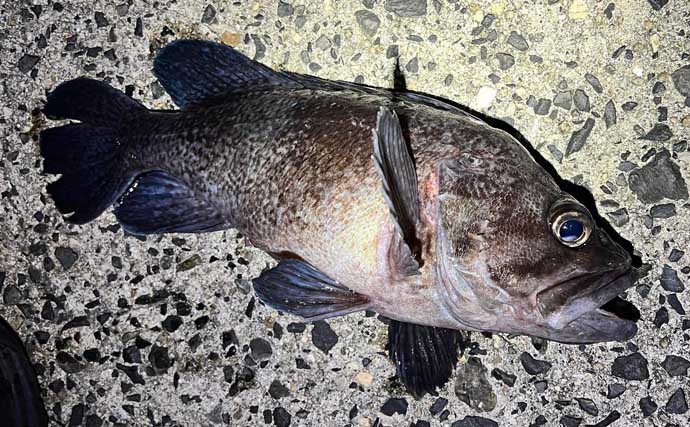 「スナメリはどうやって避ける？」　離島メバリング釣行で25cm頭にメバル連打成功！