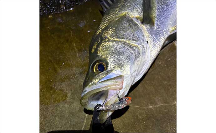 「メバルが本命でチヌとアジも視野に」　3～4月の大阪湾沿岸ルアー釣りターゲット紹介