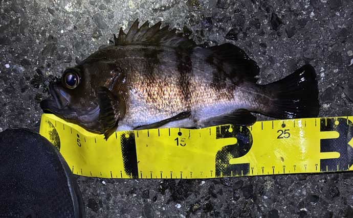 「メバルが本命でチヌとアジも視野に」　3～4月の大阪湾沿岸ルアー釣りターゲット紹介