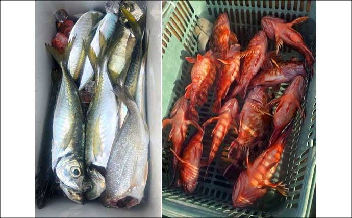 明石沖タイラバで数型どちらも狙える好シーズン到来！【船釣り特選釣果・関西】