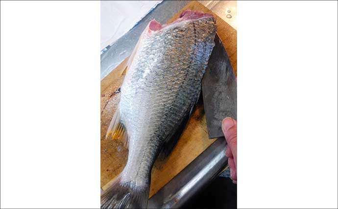 釣った魚で作る「寒い日の定番」レシピ：キビレと白菜の酒蒸し風