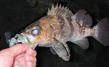 三浦半島メバリング釣行で25cmメバル獲った！ 決め手はGoogleマ…