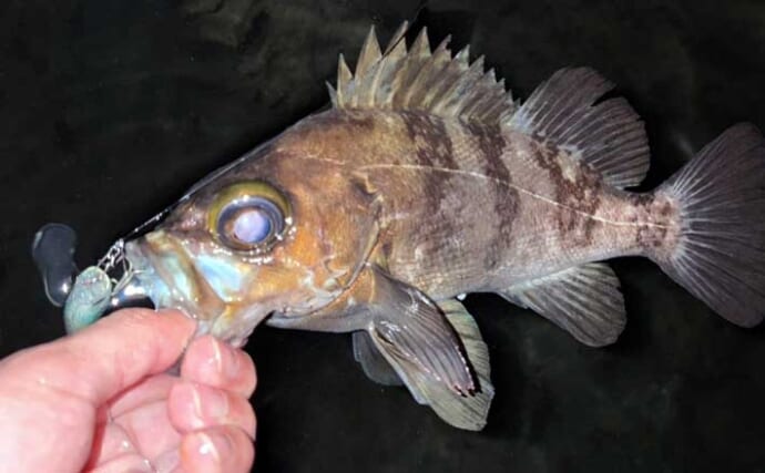 三浦半島メバリング釣行で25cmメバル獲った！ 決め手はGoogleマップ？